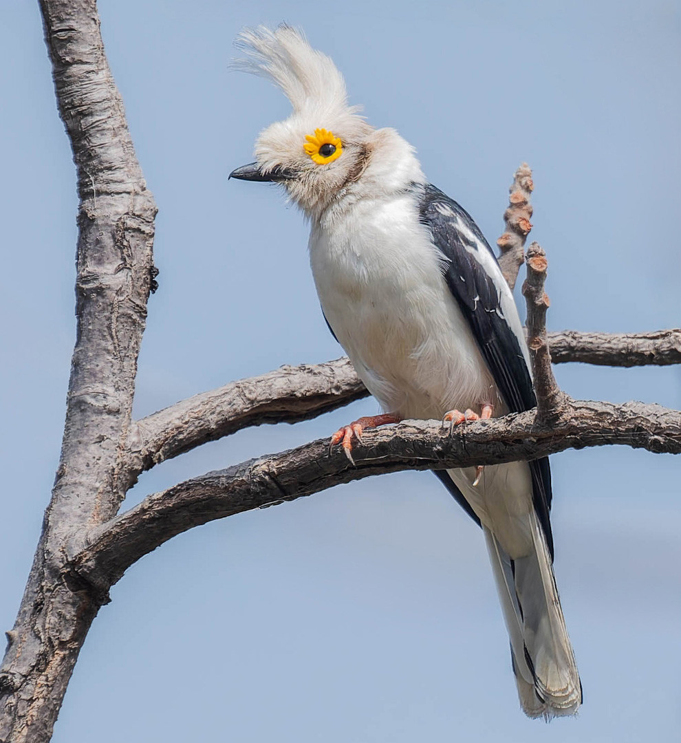 image White-crested Helmetshrike